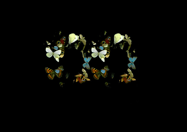 Dan Wolgers
De Profundis V (fjärilar), 2013
Giclée print
29,7 x 42 cm