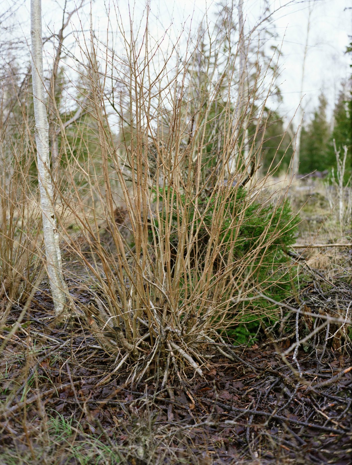 Solo, 2008, C-print, 59 x 44.5 cm