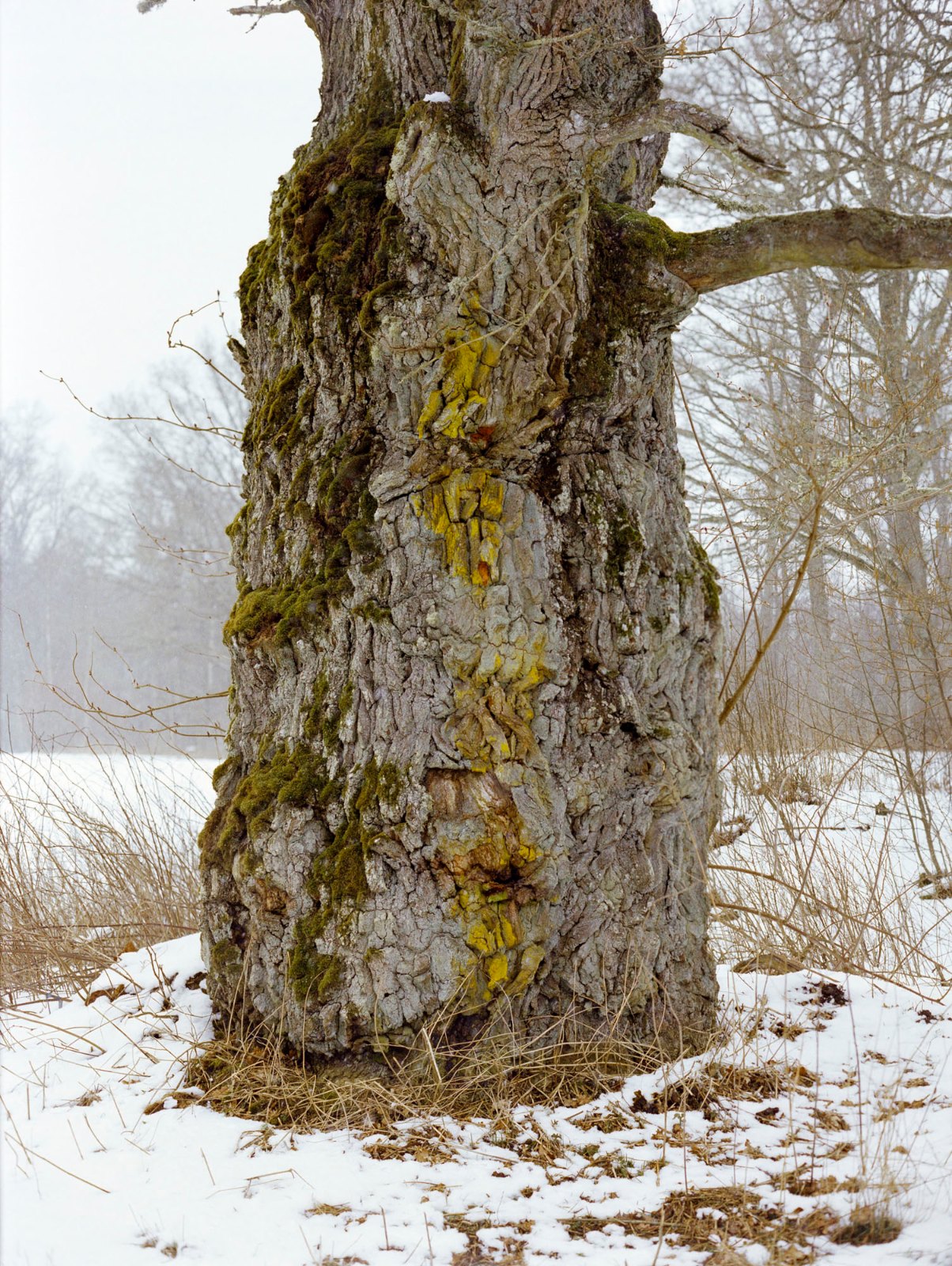 Trädstam I, 2008, C-print, 59 x 44 cm