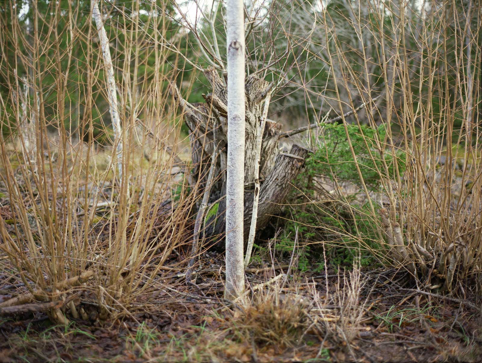 Dela, 2008, C-print, 59 x 79.5 cm