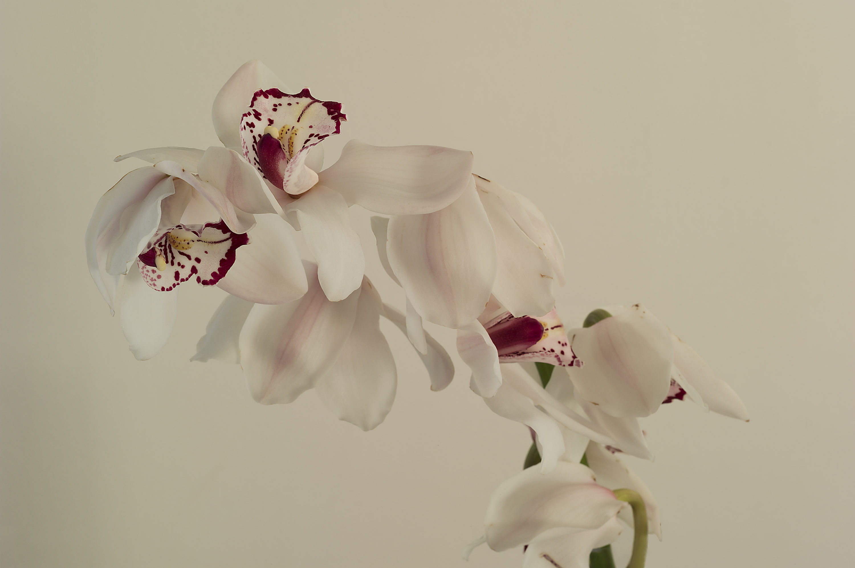 Morten Andenæs, Lips, 2018, Archival inkjet print mounted on aluminum, 66 x 100 cm, Edition 5 + AP